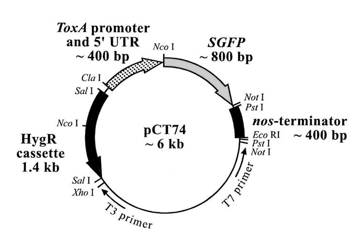 PCT74 -2 ug