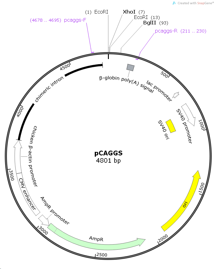 pCAGGS - 2 µg