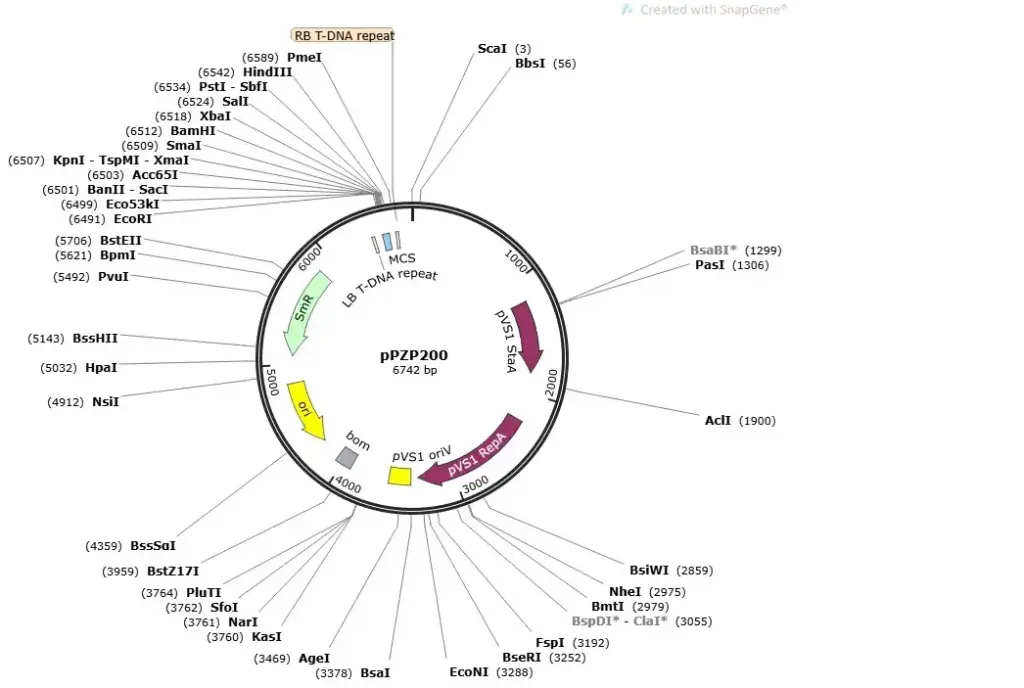 pPZP200 plasmid (Agrobacterium vector) - 2 ug