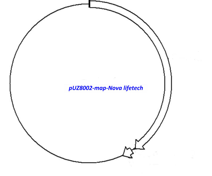 pUZ8002 plasmid - 2 µg