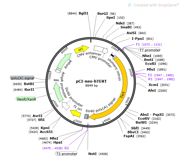 pCI-neo-hTERT Plasmid - 2 µg