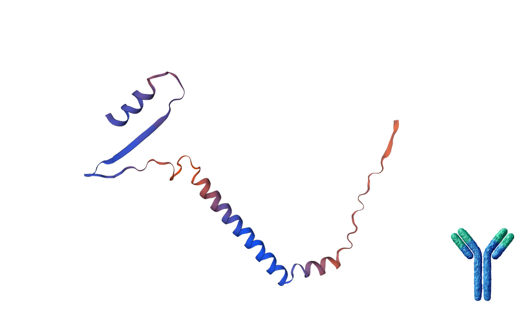 Sheep Tyrosine Hydroxylase  - 150 µL
