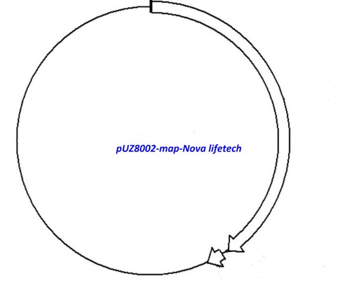 [0820-PVT12448] pUZ8002 plasmid - 2 µg